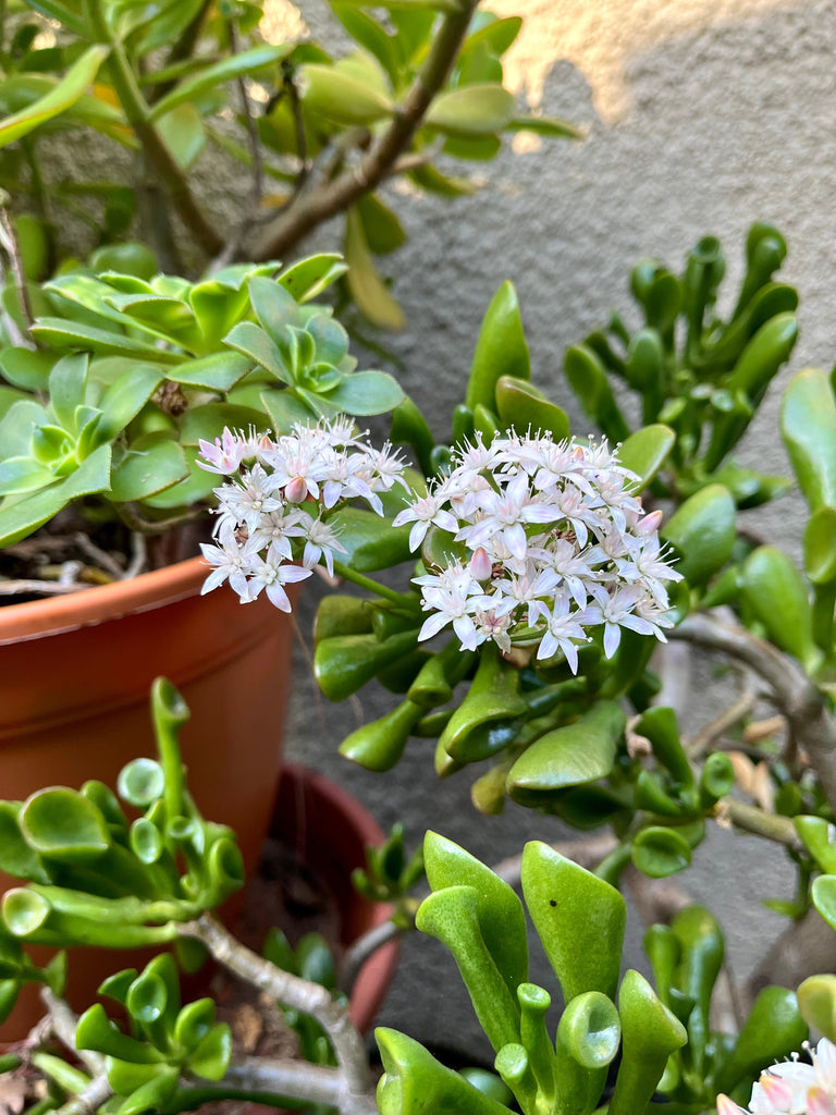 Daylight Savings Time - Nature is Calling