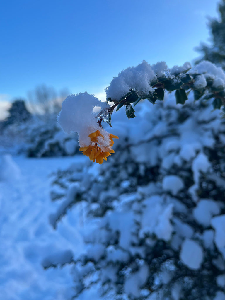 Wintering - A Lesson from Nature