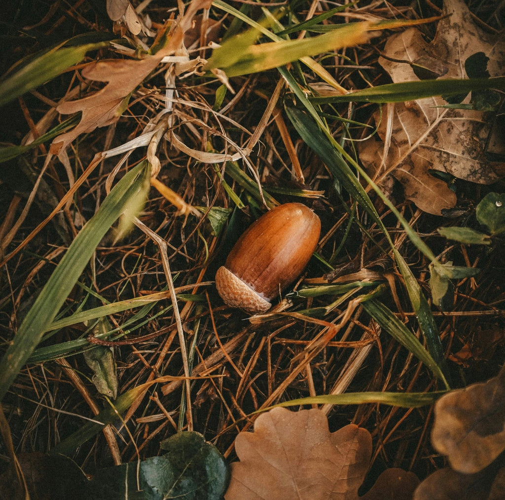 Season of the Witch - Nature Magic