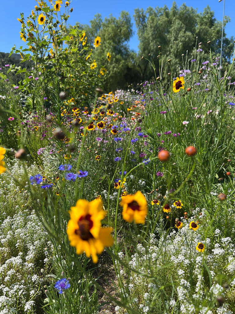 Pollinators and the Garden