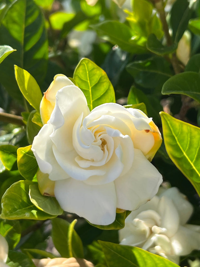 To Bloom
